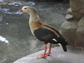 Смотреть фото Гривистый гусь Фото Гривистый гусь