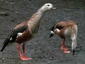 Смотреть фото Гривистый гусь Фото Гривистый гусь