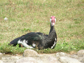 Фото Шпорцевый гусь