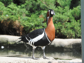 Смотреть фото Краснозобая казарка Фото Краснозобая казарка