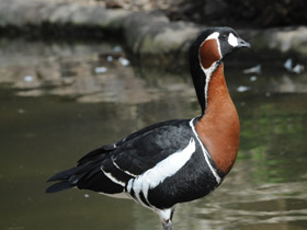 Смотреть фото Краснозобая казарка Фото Краснозобая казарка