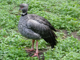 Смотреть фото Хохлатая паламедея Фото Хохлатая паламедея