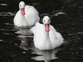 Фото Коскороба