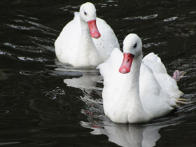 Фото Коскороба