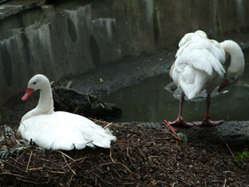 Фото Коскороба