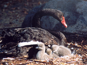Черный лебедь Черный лебедь