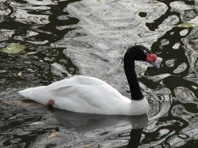 Смотреть фото Черношейный лебедь Фото Черношейный лебедь
