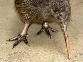 Фото Животные - символы