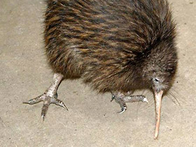 Фото Животные - символы