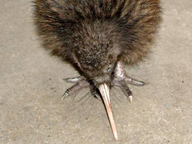 Смотреть фото Южный киви Фото Южный киви