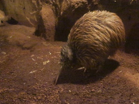 Смотреть фото Южный киви Фото Южный киви