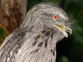 Исполинский белоног Исполинский белоног