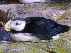 Смотреть фото Ипатка Фото Ипатка