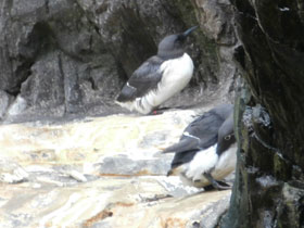 Смотреть фото Тонкоклювая кайра Фото Тонкоклювая кайра