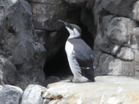 Смотреть фото Тонкоклювая кайра Фото Тонкоклювая кайра