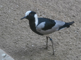 Фото Пигалица-кузнец