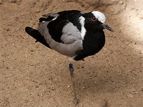 Фото Пигалица-кузнец