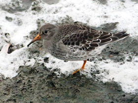 Смотреть фото Морской песочник Фото Морской песочник