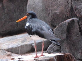 Фото Вороны – умные птицы