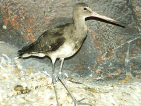 Смотреть фото Самые высоколетающие птицы Фото Самые высоколетающие птицы