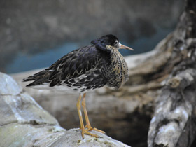 Смотреть фото Турухтан Фото Турухтан