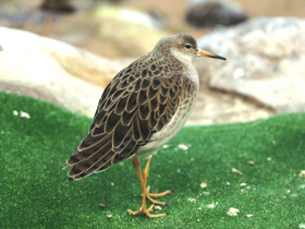 Смотреть фото Турухтан Фото Турухтан