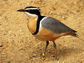 Фото Египетский бегунок