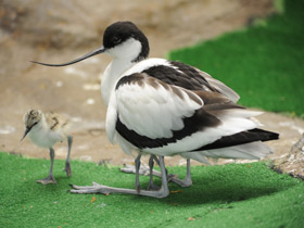 Шилоклювка Шилоклювка