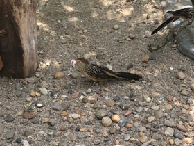 Фото Кайенская пигалица