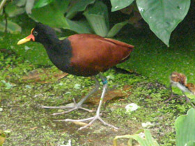 Фото Сережчатая якана