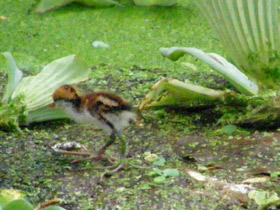 Фото Сережчатая якана