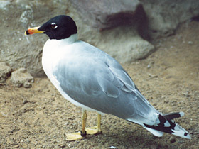 Черноголовый хохотун Черноголовый хохотун