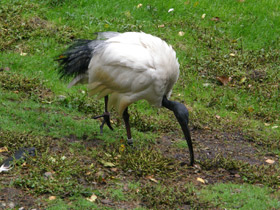 Фото Священные животные Древнего Египта.