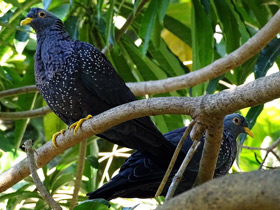 Оливковый голубь Оливковый голубь