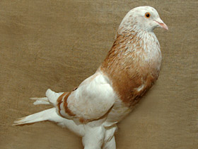 Домашние голуби Домашние голуби