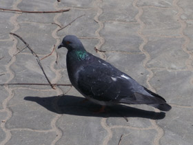 Фото Сизый голубь