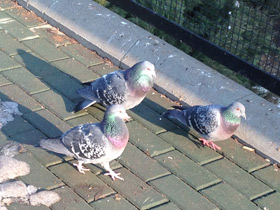 Фото Сизый голубь