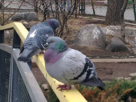 Фото Сизый голубь