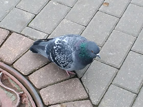 Фото Сизый голубь