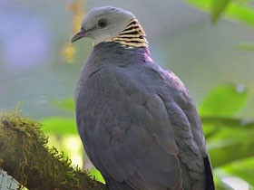 Смотреть фото Пепельный голубь Фото Пепельный голубь