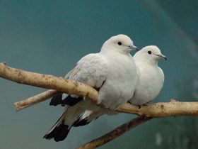 Смотреть фото Двуцветный голубь Фото Двуцветный голубь