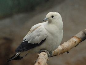 Смотреть фото Двуцветный голубь Фото Двуцветный голубь
