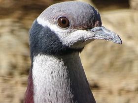 Смотреть фото Черношейный плодоядный голубь Фото Черношейный плодоядный голубь