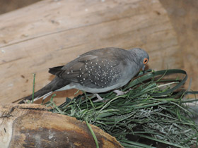 Смотреть фото Бриллиантовая горлица Фото Бриллиантовая горлица