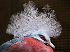 Смотреть фото Каштановогрудый венценосный голубь Фото Каштановогрудый венценосный голубь