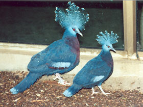 Фото Веероносный голубь