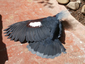 Фото Веероносный голубь