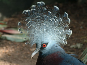 Фото Веероносный голубь