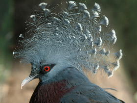 Фото Веероносный голубь