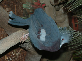 Фото Веероносный голубь